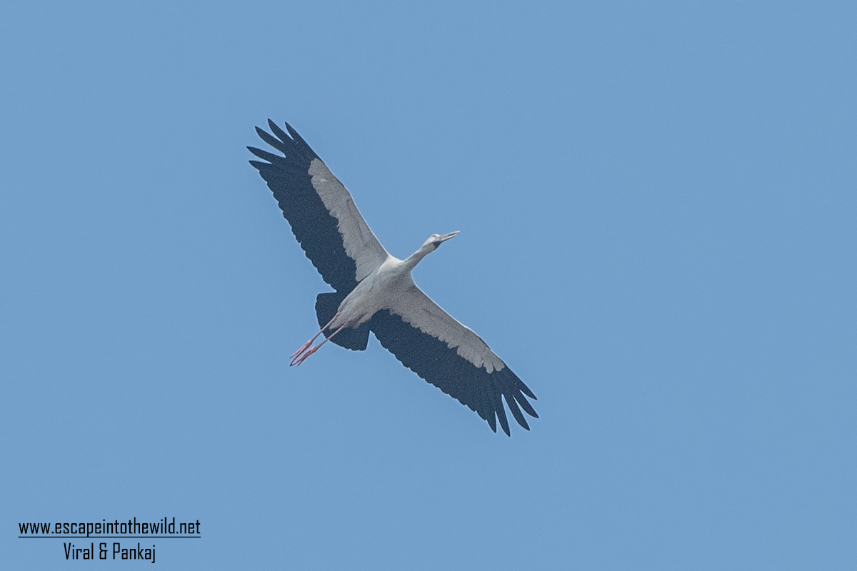Asian Openbill